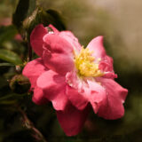 There weren't very many roses blooming at the Columbus Park of Roses today, but I did manage to find this one.