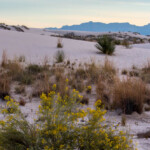 Lots of plants manage to survive in the sand by growing taller as the sand shifts to cover their lower branches.
