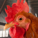 This chicken is a Digitally altered picture that combines the bird with the background being the inside of the round barn at the Fairfield County Fair Grounds in Lancaster, OH. This picture won 1st place at the 2016 Photography competition at the fair.