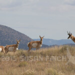 Antelope on the hills outside the VLA.