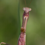 Many of the larger Mantis we see are not native and were brought in for pest control. While I don't know if this is one of our natives, it was pretty big. I am assuming it is an import.