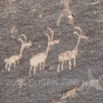 Petroglyphs at Newspaper rock