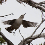 Gray Catbird