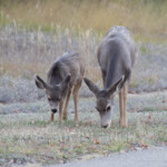 Mom and baby didn't seem concerned as we were leaving the campground.