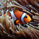 Closeup shot of Clown Fish (Amphiprion ocellaris) in a Bubble Anemone.