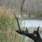 Vermillion Fly catcher Vermillion Fly catcher