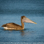 Brown Pelican