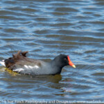 Common Moorehen