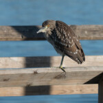 Juvenile Black crowned night heron
