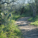 A trail at Adolphe