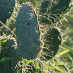 Prickly Pear on the trail