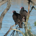 Vultures waiting by the channel