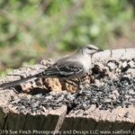 Mocking bird Mocking bird