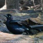 Boat tailed Grackle