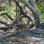 Plain Chachalaca Plain Chachalaca