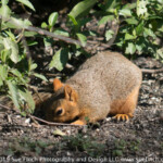 Even the rodents came out for food