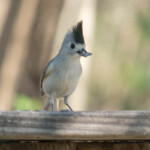 Black tufted Titmouse