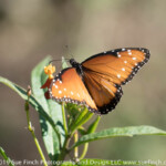 Queen Butterfly