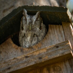 Eastern Screech Owl