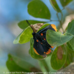 Dixie Metalmark