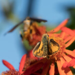 Skipper Butterfly