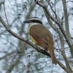 Kiskadee