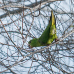 Green Parakeet