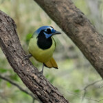 Green Jay