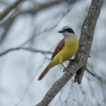 Kiskadee