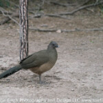 Plain Chachalaca