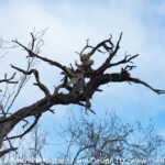 Prickly Pear finds an interesting way to get sunlight