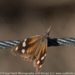 American Snout Nose butterfly
