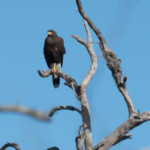 Harris hawk