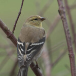 Goldfinch