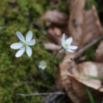 Hepatica