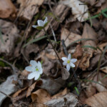 Hepatica