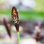 Sedge Blooms