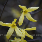 Forsythia