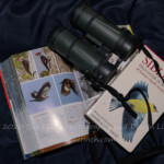 Yesterday there was a pileated woodpecker in the back yard. By the time I got my camera he had moved to the top of the hill, and of course once I raised my camera he was gone. It was nice to see him in my yard though.