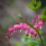 This plant has been growing in a pot at the edge of one of my gardens for three years now. I'm sure it has rooted into the ground through the pot, and I am almost afraid to move it now. Today it was full of curvy flowers on curved branches. #flowers #curves #bleedingheart #52frames_curves #52project