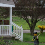 Taken from our deck down to the neighbors house below. I did have to do a focus stack to get everything in decent focus- so it sort of feels like cheating, but even at f/40 the depth of field wasn't good enough to make this work. I will have to play with this a bit more when the sun is brighter.