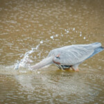 I went down to Lake Logan for a bit after shopping. This guy seemed content to hang out and fish while I watched. He was sucessful a couple of times in the short time I was there. 1/500 second exposure. #GBH #wildbirds #fishing #greatblueheron #birdwatching #lakelogan #ohioparks #wildlifephotography