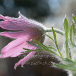 My Pasque flower has been blooming this week. The soft fuzzyness of these blooms really stands out in the bright spring sun. #flower #pasqueflower #fuzzy #52frames #52project #pink #52frames_soft