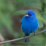 So the idea is to shoot like you are using film. I had some special visitors to the back yard so I really didn't count as I snapped my pictures. With wildlife you take what you can get and more shots is generally better, I did count afterwards and I shot 32 pictures, so I was within the 36 of a large roll of film. The shot I chose was number 26, although I had a nice shot of a white crowned sparrow(also a first for seeing in my yard) at number 11. I was so excited to see these guys in my yard - first Indigo Bunting I have seen here and the first time I have gotten a decent picture of them.