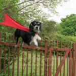 Not the most cooperative subject, but Cody would probably like flying.