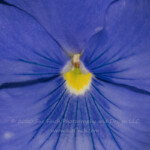 Up close for a quick almost symmetrical shot. #symmetry #52frame_symmetry #pansy #flower #macro #52project