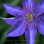 One last bloom on my Clematis plant still hanging on. #flower #clematis #52project #52frames