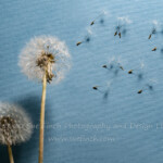 Didn't really have a subject for actual dancing. I was pretty sure Cody wouldn't cooperate for this one...so what else dances? #dandelions #dancing #52project #52Frames #52Frames_Dancing