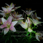 Long exposures in a dark room is a simple way to simplify the background. (This was taken in a room with yellow and white striped walls on a table full of clutter, but with a long exposure and lighting only the areas I wanted lit with a standard flash light it all goes away. #lightpainting #flowers #longexposure #lily #52project #52frames #52frames_flashlight #flashlight