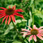 So last week I forgot to post my picture. It was in my camera but I totally forgot about it. These flowers are growing in my garden. #flowers #52project #52frames #redgreen #red #green